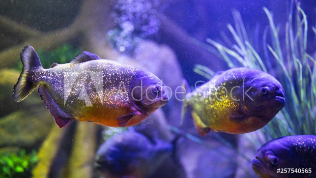 Picture of red-bellied piranha fish in aquarium with illumination